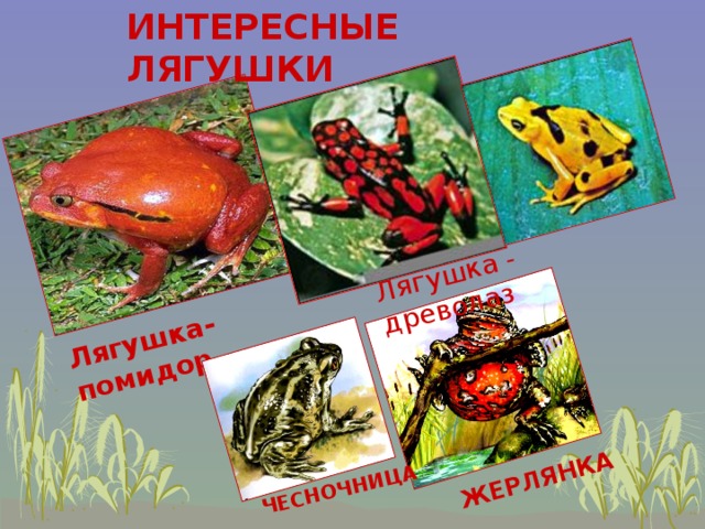 Презентация к уроку ОКРУЖАЮЩИЙ МИР " животные пресного водоёма"
