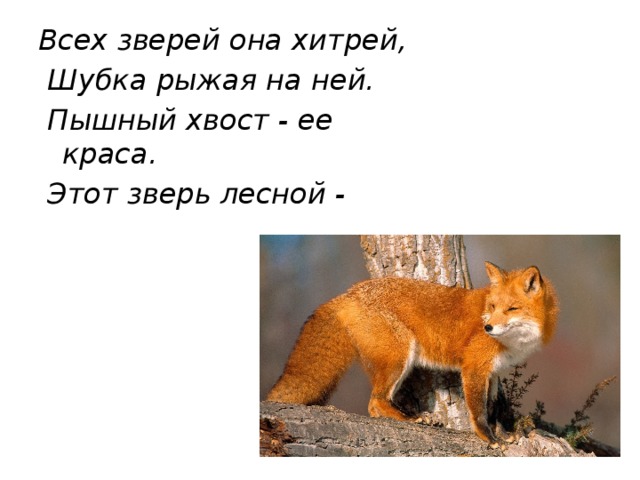 Животные нея