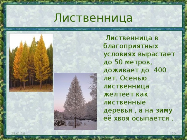 Лиственница  Лиственница в благоприятных условиях вырастает до 50 метров, доживает до 400 лет. Осенью лиственница желтеет как лиственные деревья , а на зиму её хвоя осыпается . 25.01.18