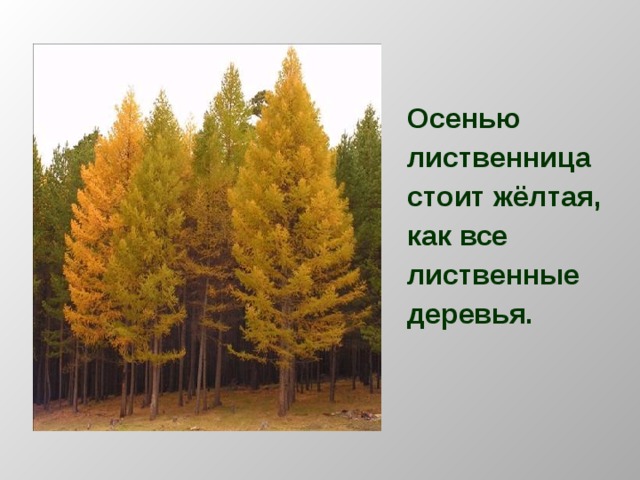 Осенью лиственница стоит жёлтая, как все лиственные деревья.