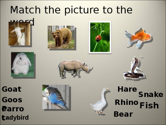 Match the picture to the word Goat  Hare  Snake  Goose  Rhino  Fish  Parrot  Bear  Ladybird  