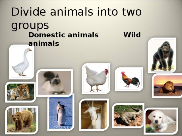Divide animals into two groups Domestic animals Wild animals 