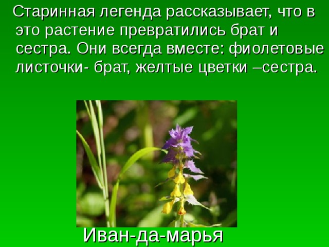 Легенды о очень низких людях. Легенды о растениях 2 класс. Легенда о растении окружающий мир. Легенда о растении 2 класс окружающий мир. Легенды и мифы о дикорастущих растениях.