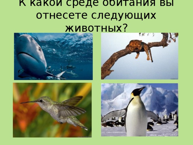 Причины разнообразия животного мира презентация 7 класс