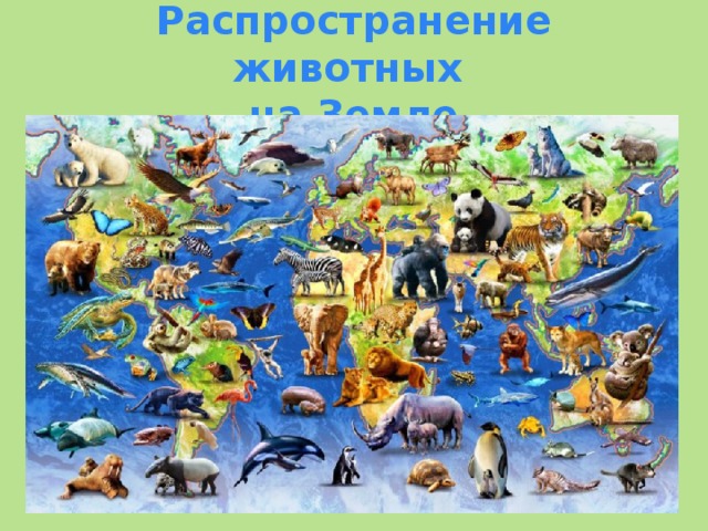 Распространение животных  на Земле 