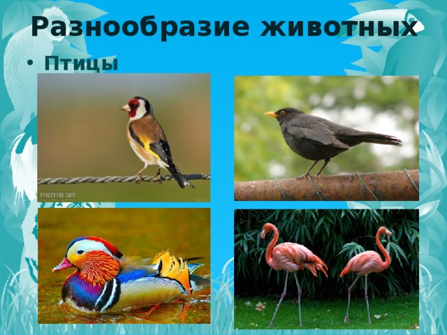 Разнообразие животных Птицы   