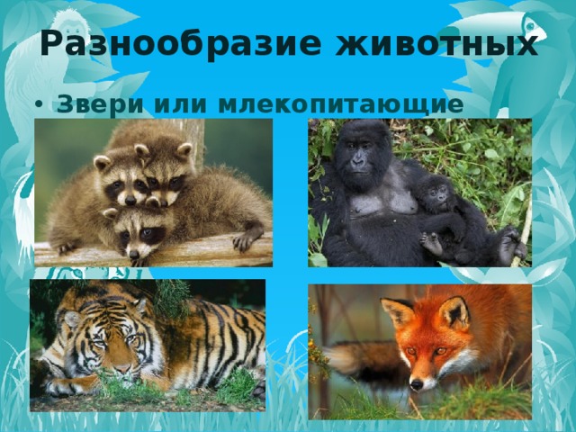 Видовое разнообразие животных леса