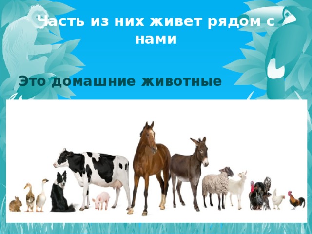 Часть из них живет рядом с нами Это домашние животные 