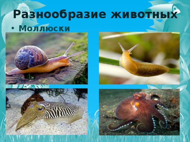 Разнообразие животных Моллюски   