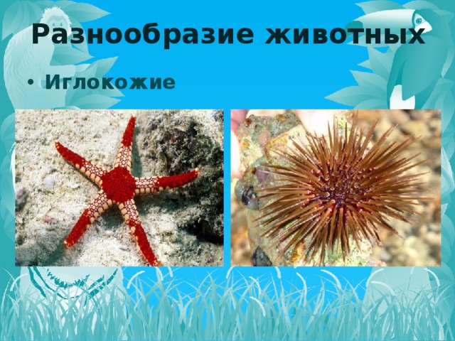 Разнообразие животных Иглокожие   