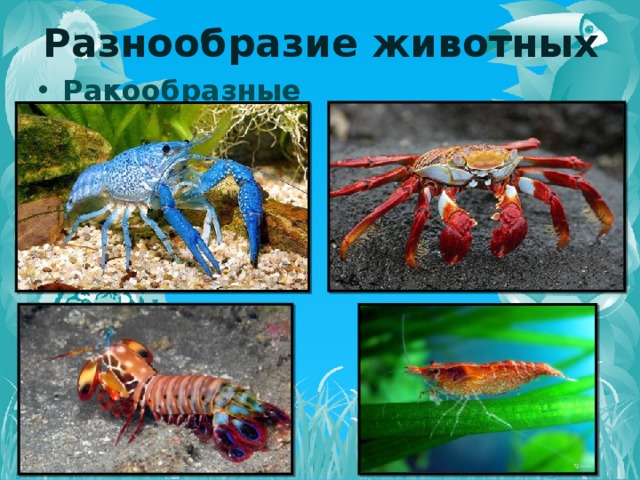 Разнообразие животных Ракообразные   
