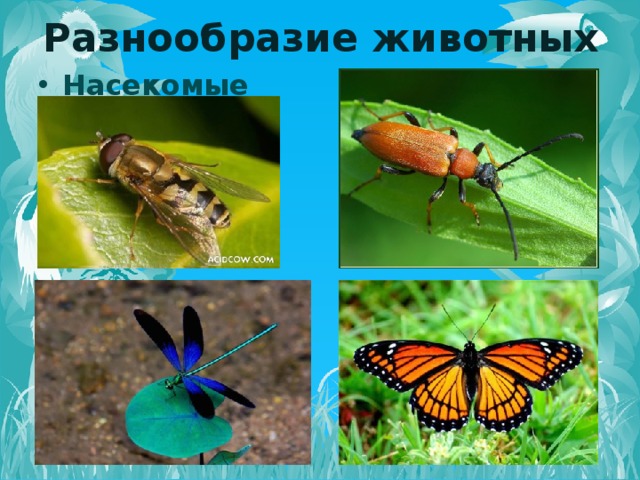 Разнообразие животных Насекомые   
