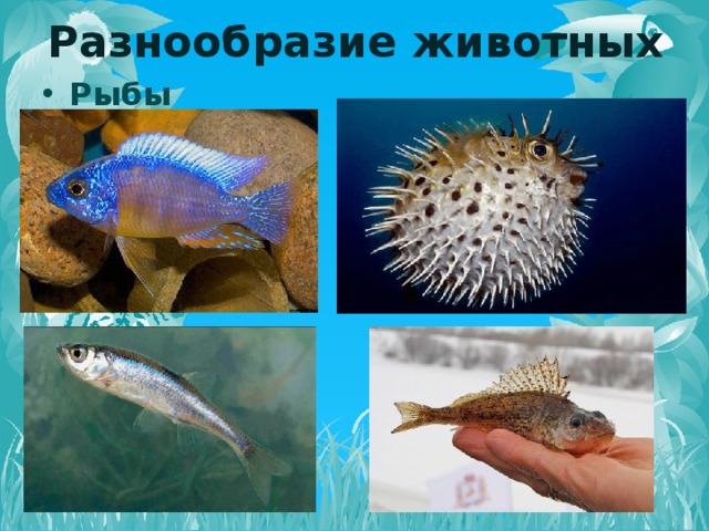 Разнообразие животных Рыбы   