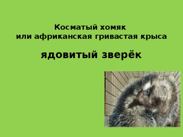 Косматый хомяк  или африканская гривастая крыса   ядовитый зверёк 
