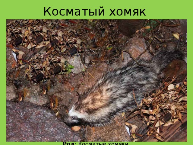 Косматый хомяк В 2011 году биологи впервые обнаружили пример сбора растительного яда млекопитающим. Хотя получение животными ядов от растений известно в природе, грызуны, освоившие такой приём, удивили специалистов. Героем исследования, проведённого группой учёных из Великобритании, Кении и США, стала африканская гривастая крыса, у нас называемая косматым хомяком. Это животное обитает в Восточной Африке (Судан, Сомали, Кения и Эфиопия) в горных лесах на высоте 1000-1500 м над уровнем моря.   Научная классификация:  Царство : Животные  Тип : Хордовые  Класс : Млекопитающие  Отряд : Грызуны  Семейство : Мышиные  Род : Косматые хомяки Вид : Косматый хомяк 