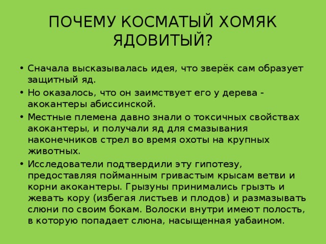 ПОЧЕМУ КОСМАТЫЙ ХОМЯК ЯДОВИТЫЙ? Сначала высказывалась идея, что зверёк сам образует защитный яд. Но оказалось, что он заимствует его у дерева - акокантеры абиссинской. Местные племена давно знали о токсичных свойствах акокантеры, и получали яд для смазывания наконечников стрел во время охоты на крупных животных. Исследователи подтвердили эту гипотезу, предоставляя пойманным гривастым крысам ветви и корни акокантеры. Грызуны принимались грызть и жевать кору (избегая листьев и плодов) и размазывать слюни по своим бокам. Волоски внутри имеют полость, в которую попадает слюна, насыщенная уабаином. 