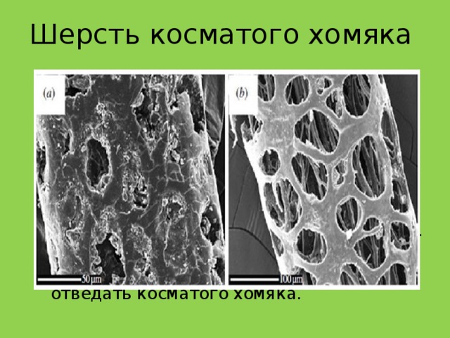 Шерсть косматого хомяка Анализ шерсти косматого хомяка под электронным микроскопом показал, что волосы на боках хомяка отличаются по своему строению от других его волос. В них много пор, как в губке, потому они прекрасно впитывают и сохраняют смертельный яд (карденолид, близкий аналог уабаина, способного убить слона). Этот «подарок» попадает в пасть любому животному, которое пробует отведать косматого хомяка. 
