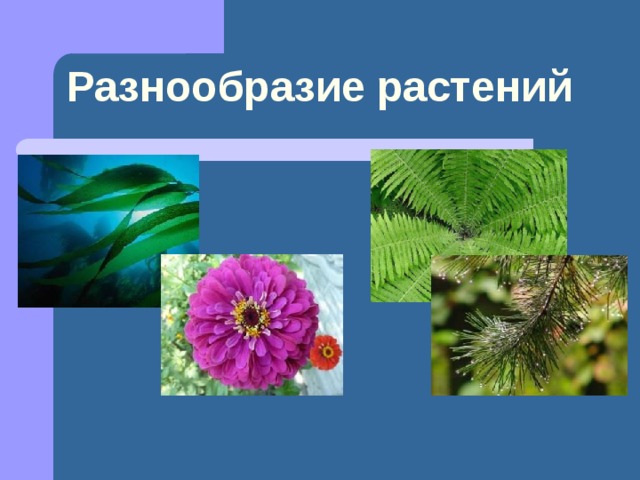 Разнообразие растений 