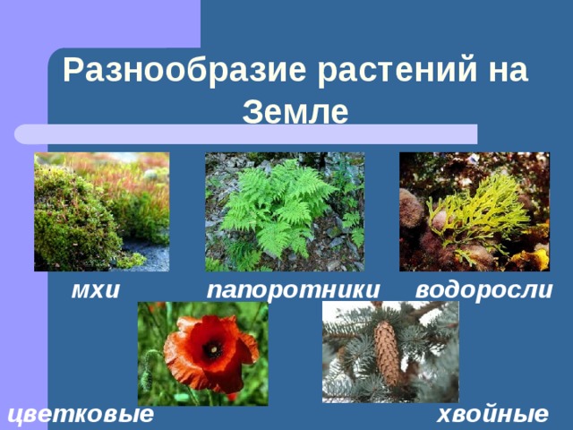 Разнообразие растений на Земле мхи водоросли папоротники цветковые хвойные 