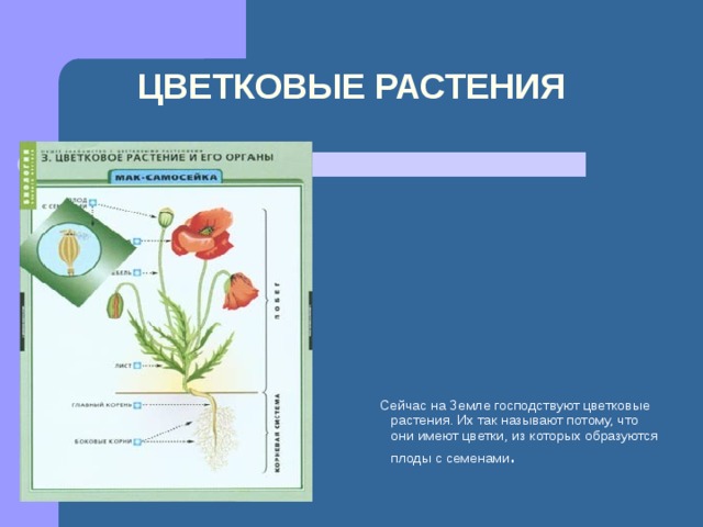 ЦВЕТКОВЫЕ РАСТЕНИЯ  Сейчас на Земле господствуют цветковые растения. Их так называют потому, что они имеют цветки, из которых образуются плоды с семенами . 