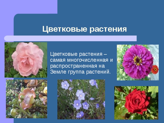 Цветковые растения Цветковые растения – самая многочисленная и распространенная на Земле группа растений. 