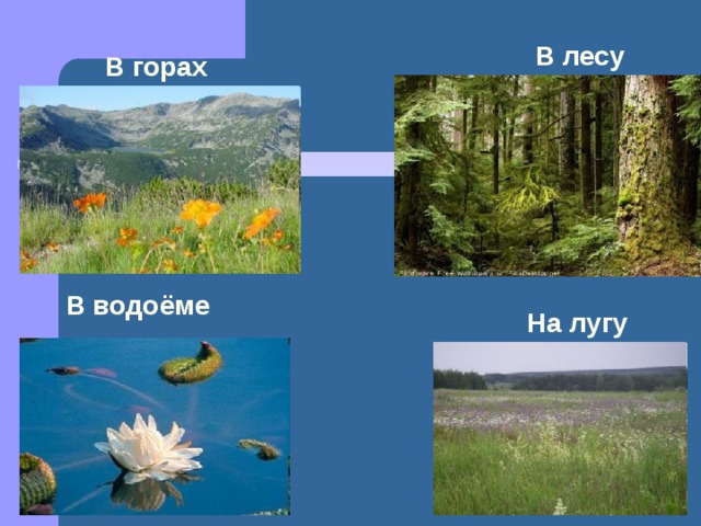 В лесу В горах В водоёме На лугу 