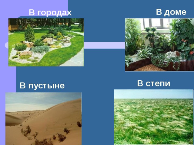 В доме В городах В пустыне В степи 