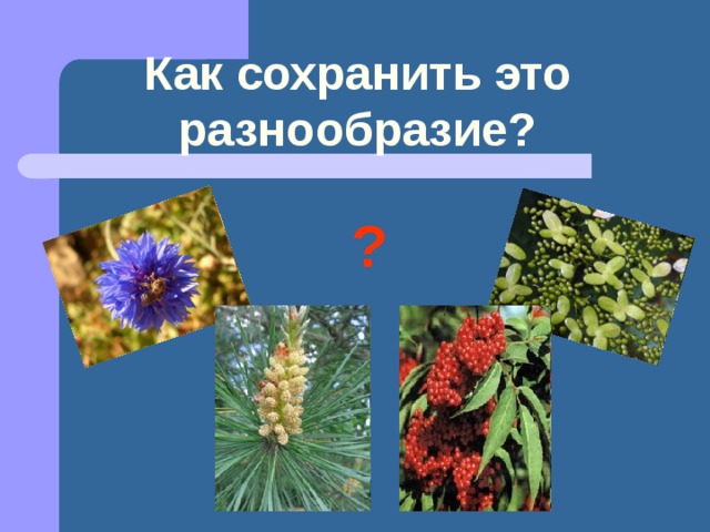 Как сохранить это разнообразие? ? 