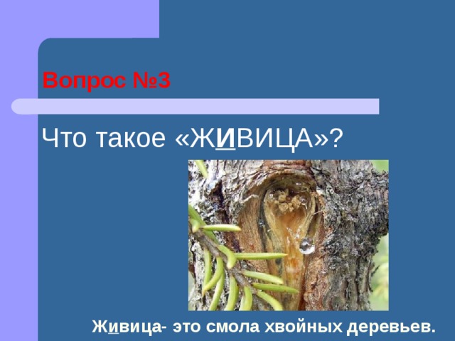 Вопрос №3 Что такое «Ж И ВИЦА»? Ж и вица- это смола хвойных деревьев. 