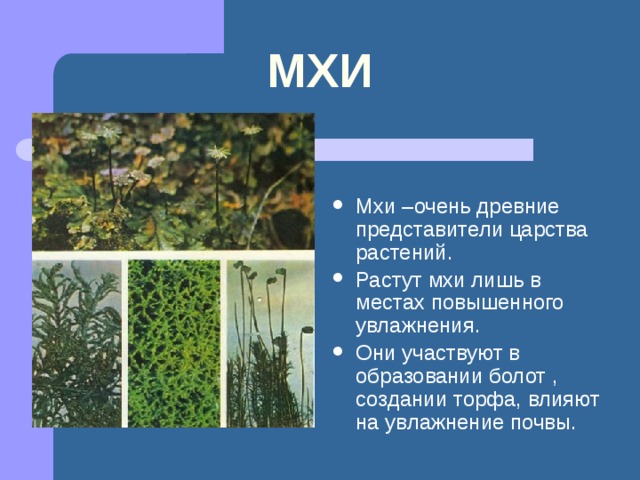 МХИ Мхи –очень древние представители царства растений. Растут мхи лишь в местах повышенного увлажнения. Они участвуют в образовании болот , создании торфа, влияют на увлажнение почвы. 