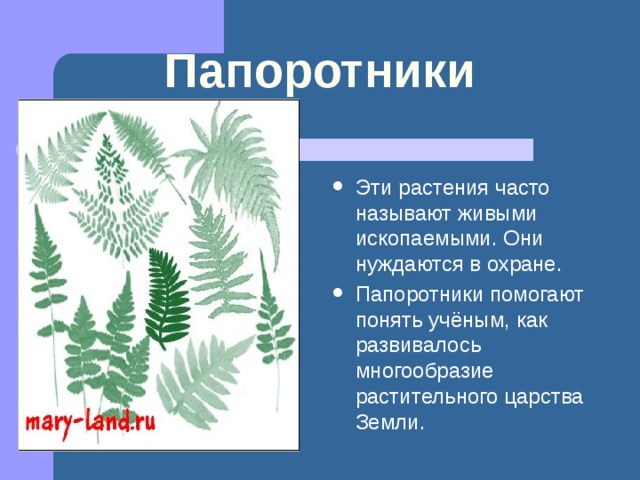 Папоротники Эти растения часто называют живыми ископаемыми. Они нуждаются в охране. Папоротники помогают понять учёным, как развивалось многообразие растительного царства Земли. 
