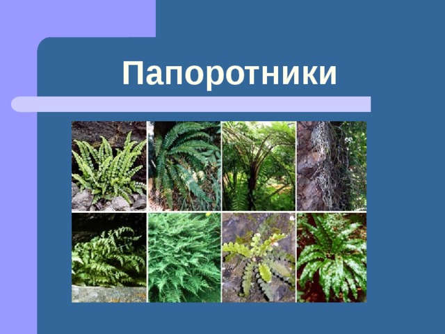 Папоротники 