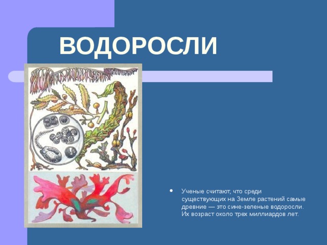 ВОДОРОСЛИ Ученые считают, что среди существующих на Земле растений самые древние — это сине-зеленые водоросли. Их возраст около трех миллиардов лет. 