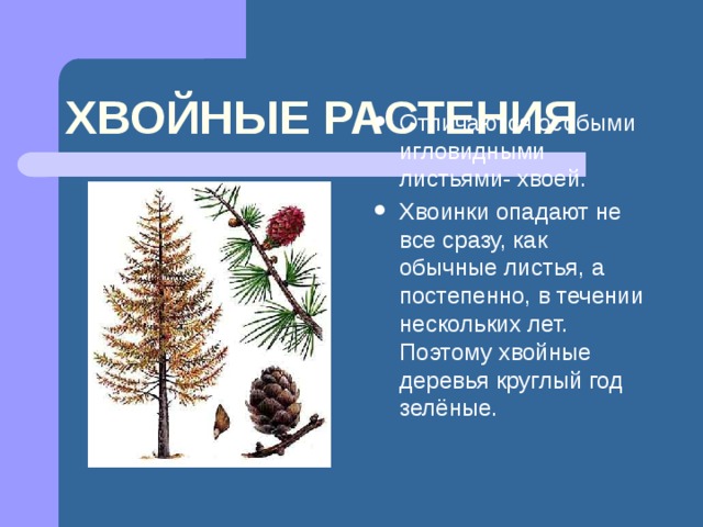 ХВОЙНЫЕ РАСТЕНИЯ Отличаются особыми игловидными листьями- хвоей. Хвоинки опадают не все сразу, как обычные листья, а постепенно, в течении нескольких лет. Поэтому хвойные деревья круглый год зелёные. 