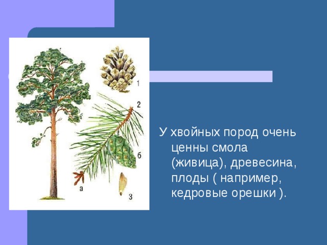 У хвойных пород очень ценны смола (живица), древесина, плоды ( например, кедровые орешки ). 