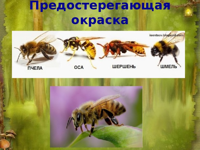 Пчела предупреждающая окраска. Шмель пчела Оса Шершень. Оса пчела Шмель Шершень отличия. Предостерегающая окраска Шмель. Предупреждающая окраска.