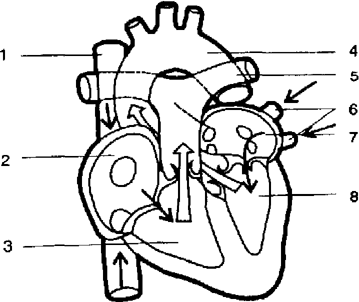 Обозначьте структуры сердца пронумерованные на рисунке
