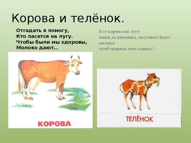 Теленок схема слова