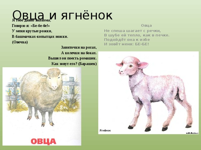 Блеящая овца блеющая или