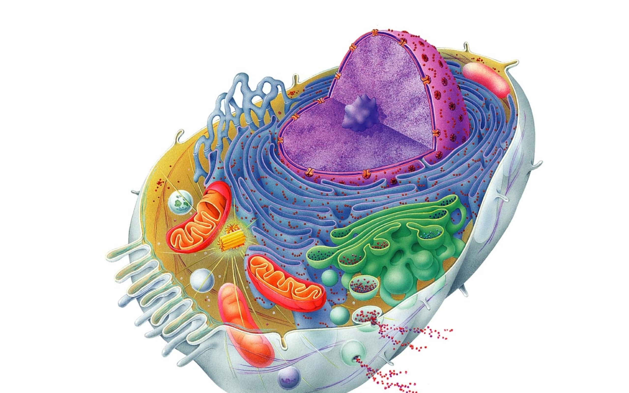 Human structure. Схема строения животной клетки. Схема живой клетки. Клетка эукариот. Строение человеческой клетки.