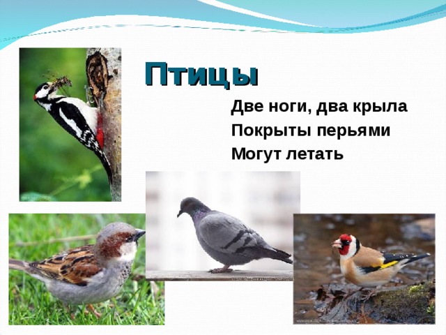 Животные окружающий мир 3 класс видеоурок. Какие птицы могут летать в г Волжском.