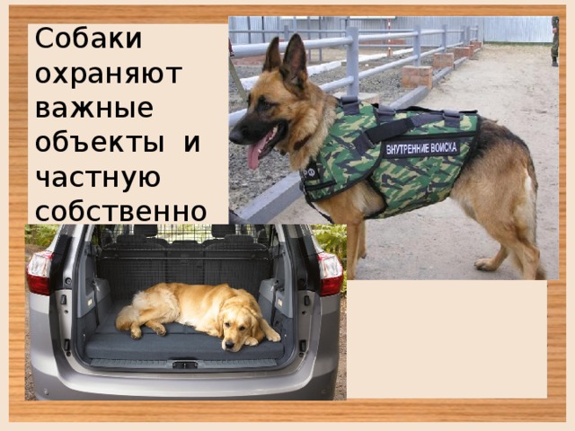 Собаки охраняют важные объекты и частную собственность. 
