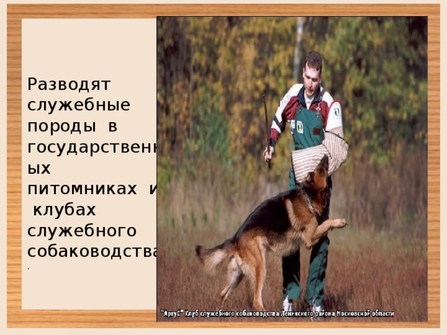 Разводят служебные породы в государственных питомниках и клубах служебного собаководства . 