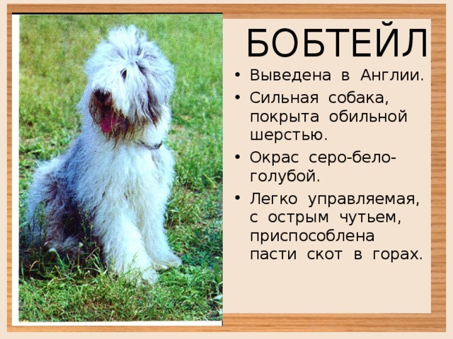 БОБТЕЙЛ Выведена в Англии. Сильная собака, покрыта обильной шерстью. Окрас серо-бело-голубой. Легко управляемая, с острым чутьем, приспособлена пасти скот в горах. 