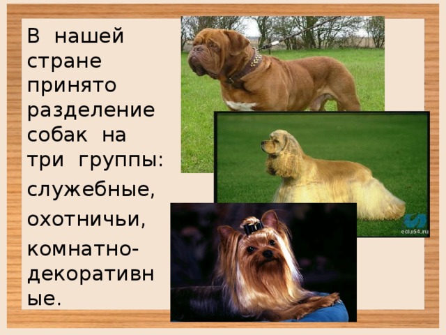 В нашей стране принято разделение собак на три группы: служебные, охотничьи, комнатно-декоративные. 