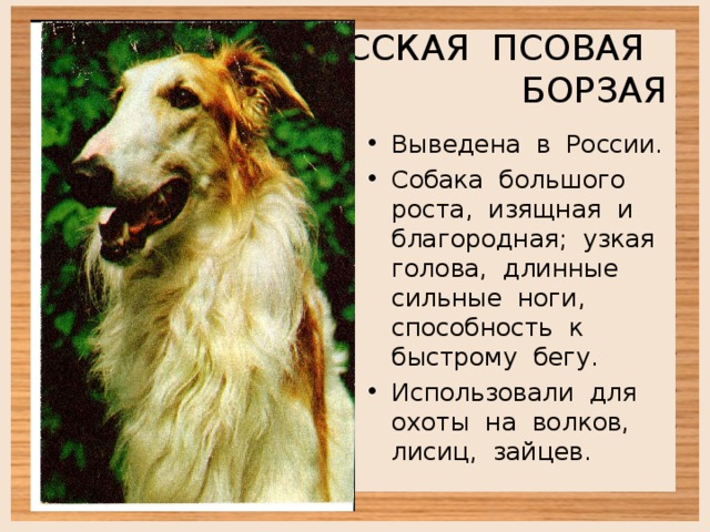 РУССКАЯ ПСОВАЯ  БОРЗАЯ Выведена в России. Собака большого роста, изящная и благородная; узкая голова, длинные сильные ноги, способность к быстрому бегу. Использовали для охоты на волков, лисиц, зайцев. 