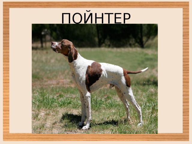 ПОЙНТЕР 