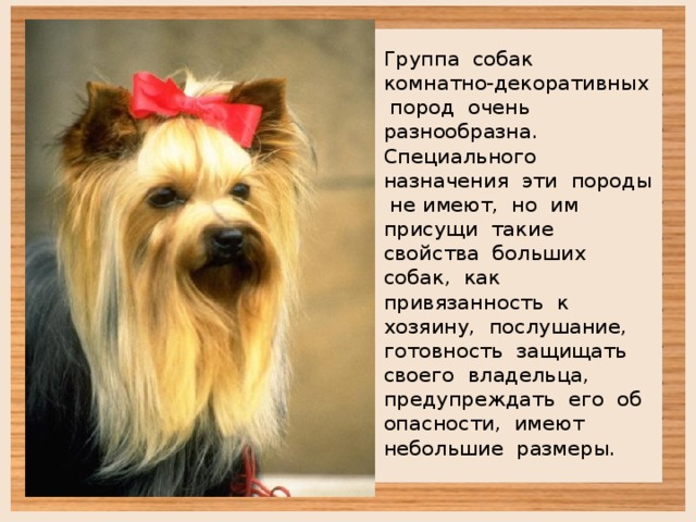 Группа собак комнатно-декоративных пород очень разнообразна. Специального назначения эти породы не имеют, но им присущи такие свойства больших собак, как привязанность к хозяину, послушание, готовность защищать своего владельца, предупреждать его об опасности, имеют небольшие размеры. 