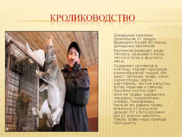  Домашние кролики произошли от диких. Выведено более 60 пород домашних кроликов.  Кроликов разводят ради теплого, красивого меха, легкого пуха и вкусного мяса.  Содержат кроликов в клетках. Кормят кроликов разнообразной пищей. Им дают: зеленую траву, сено, корнеплоды, зерно, картофель, листья капусты, ботву моркови и свёклы. Кролики охотно едят многие травы: одуванчик, люцерну, подорожник, клевер, тимофеевку. Нельзя им давать траву, влажную от росы или дождя. От этого кролики могут опасно заболеть. Такую траву надо прежде просушить. 