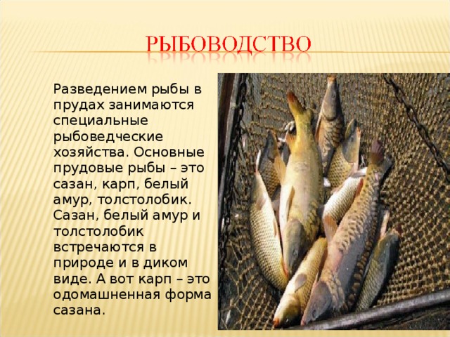  Разведением рыбы в прудах занимаются специальные рыбоведческие хозяйства. Основные прудовые рыбы – это сазан, карп, белый амур, толстолобик. Сазан, белый амур и толстолобик встречаются в природе и в диком виде. А вот карп – это одомашненная форма сазана. 